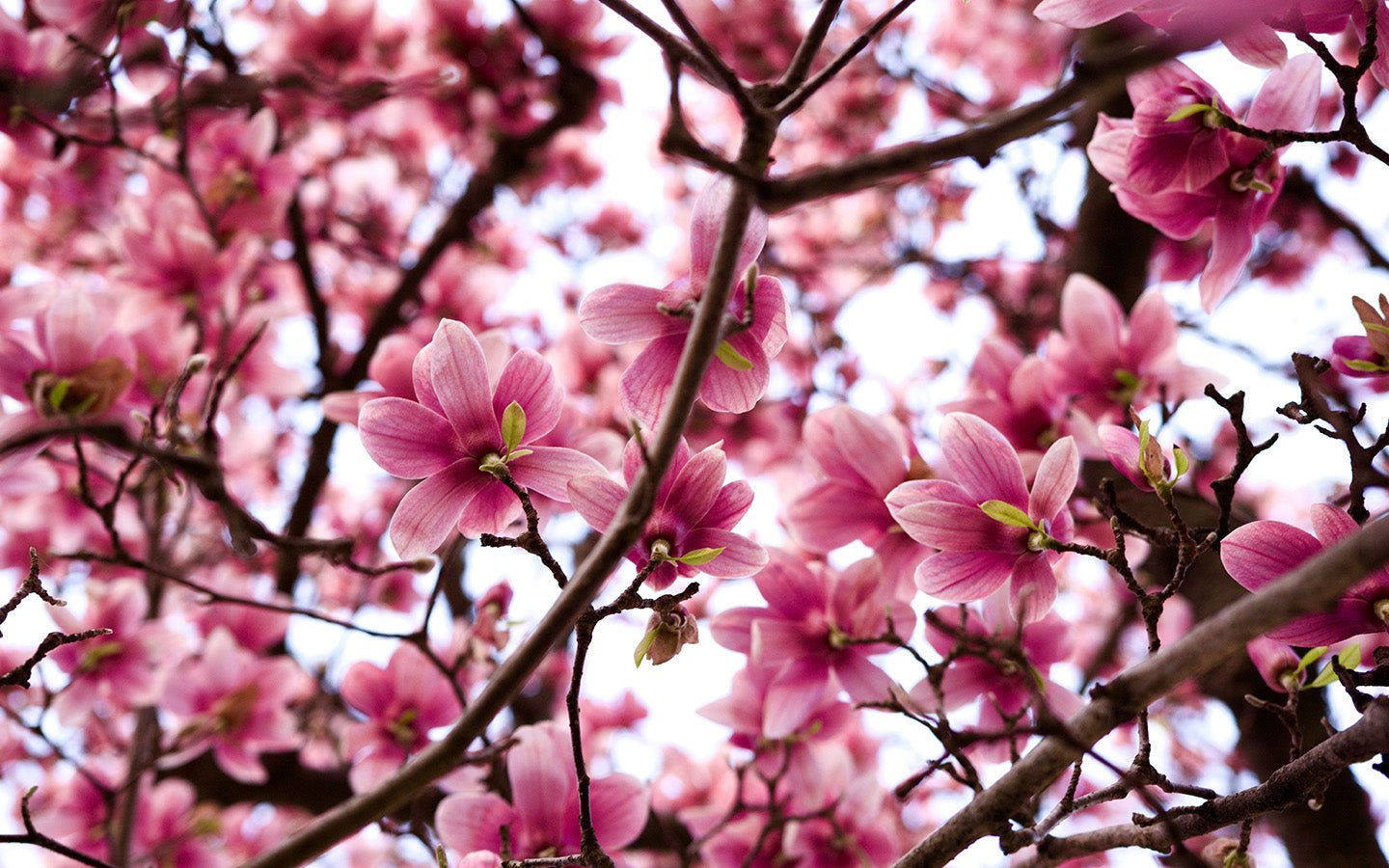 Pink magnolia blossoms on dark branches against a bright sky