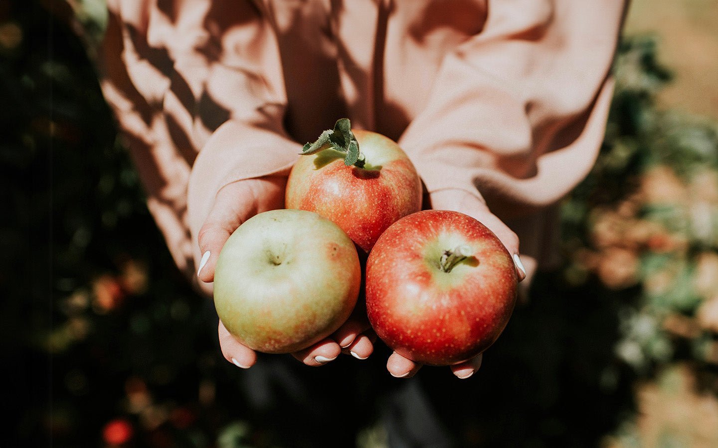 Hands holding three red and green apples in an orchard