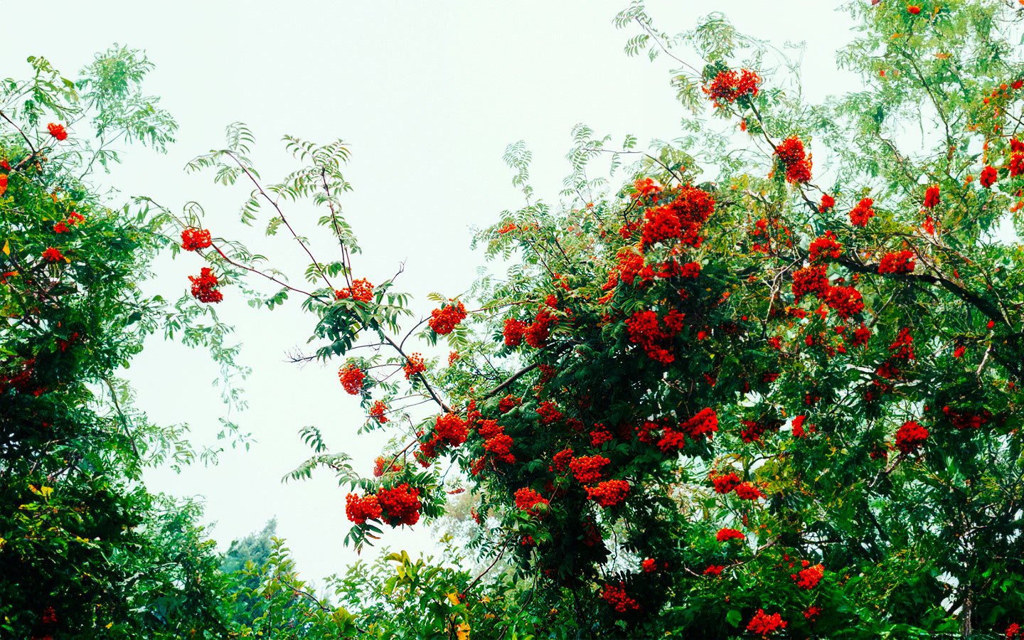 Vibrant red berries on green leafy branches against a bright sky