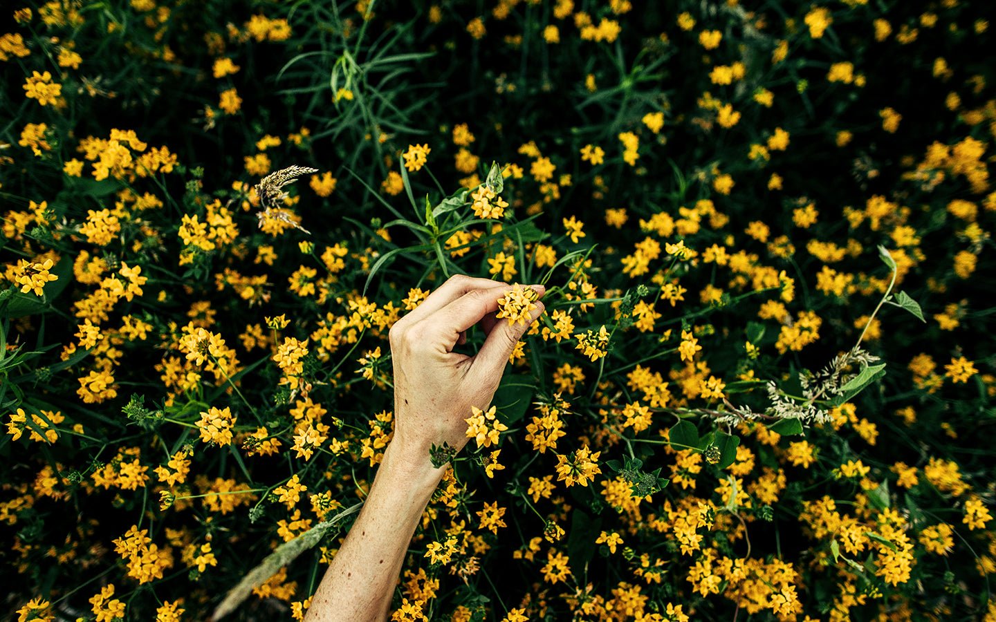 Hand picking yellow wildflowers in a field of green foliage