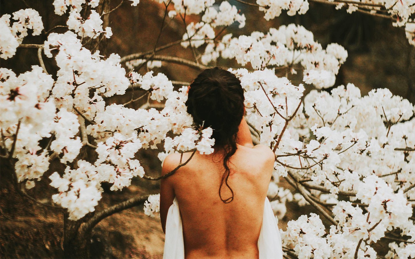 Woman's bare back among white cherry blossoms