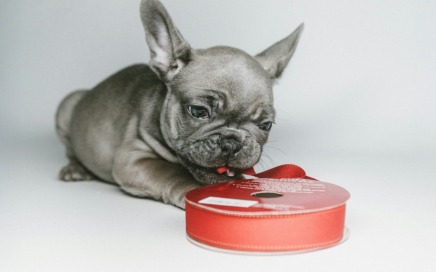 Grey French bulldog puppy with red ribbon spool on white background