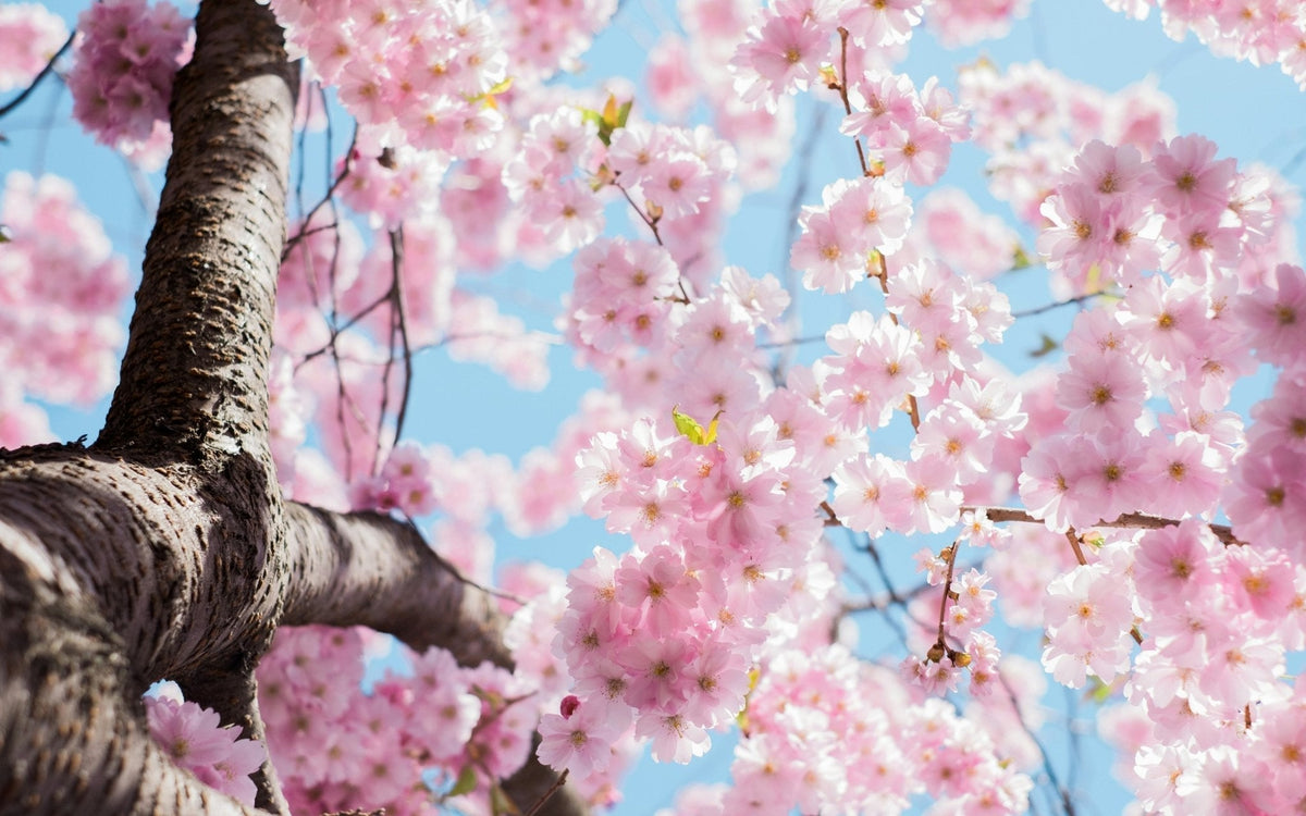 Pink cherry blossoms on a tree branch against a bright blue sky
