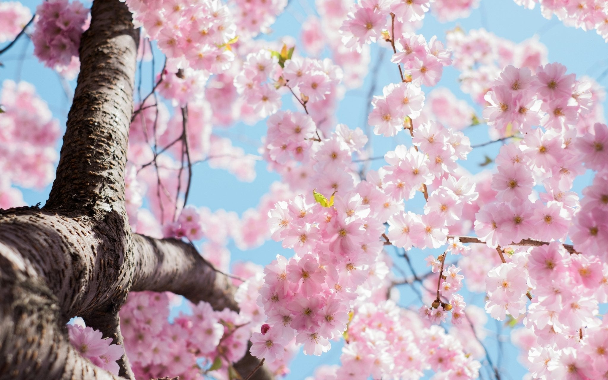 Pink cherry blossoms on a tree branch against a bright blue sky