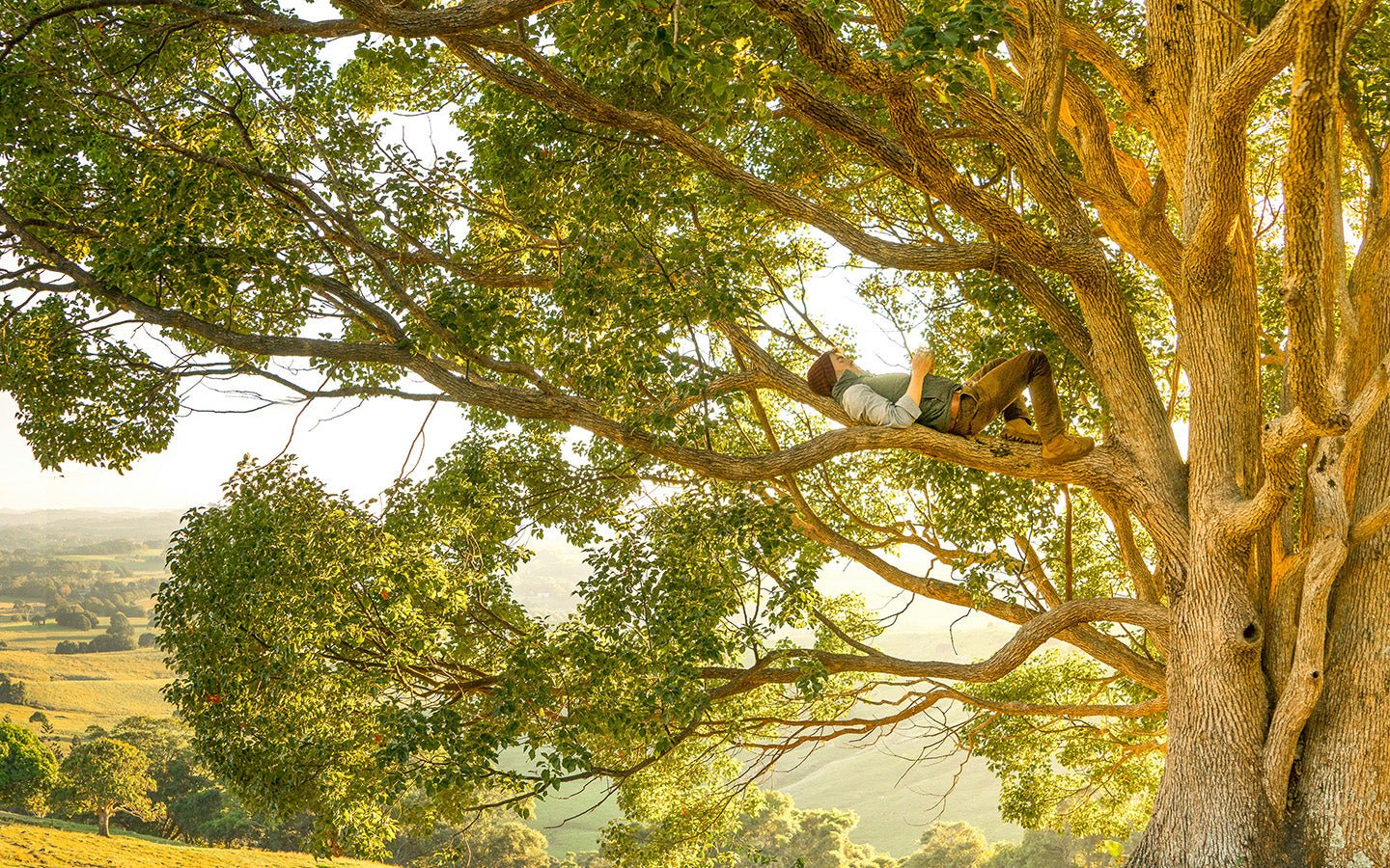 Person relaxing in a large tree, overlooking a green and golden landscape
