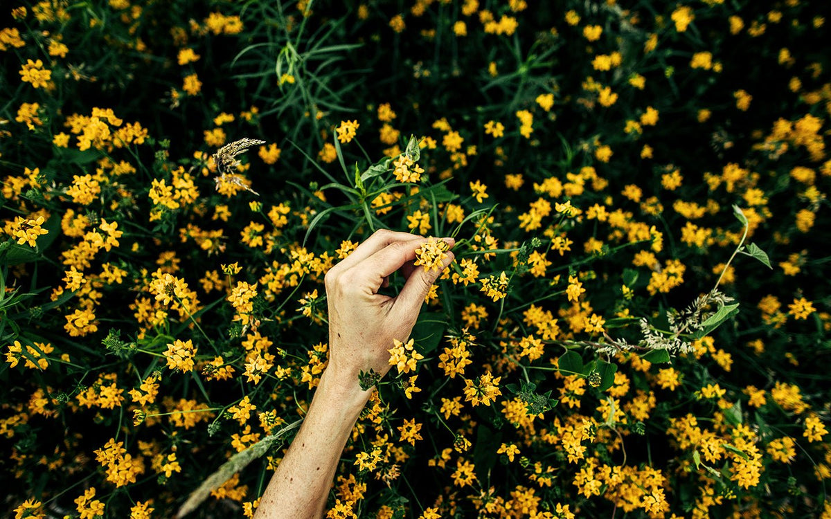 Hand picking yellow wildflowers in a field of green foliage